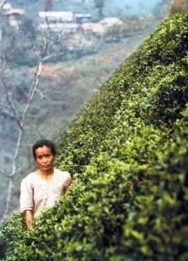 Darjeeling plantation